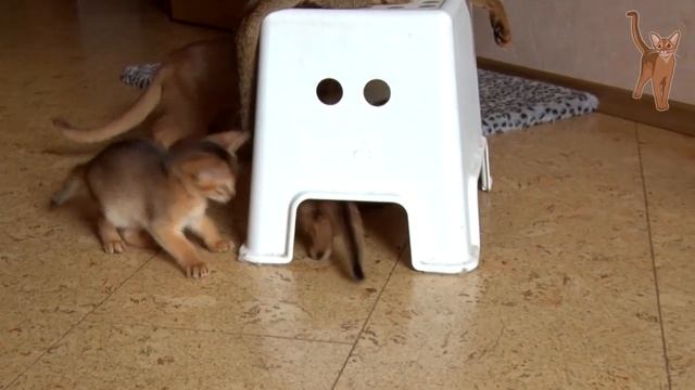 Маленькие котята играют с пластиковой табуреткой [kotopurrs] смотреть онлайн