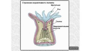 Строение коралловых полипов