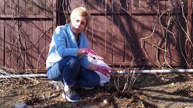 Обрезка крупнолистной и пильчатой гортензии / Садовый гид