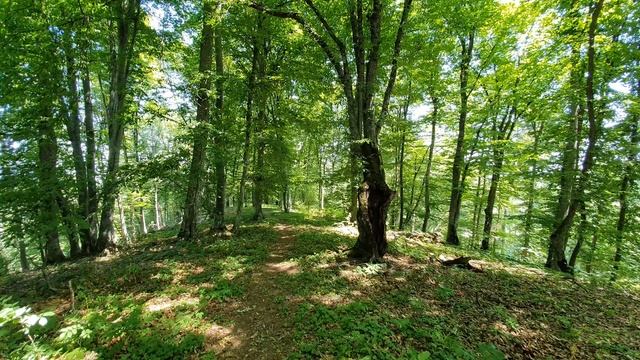 Relaxing Forest Sounds - Birds Singing and Wind Sounds in Leaves смотреть онлайн