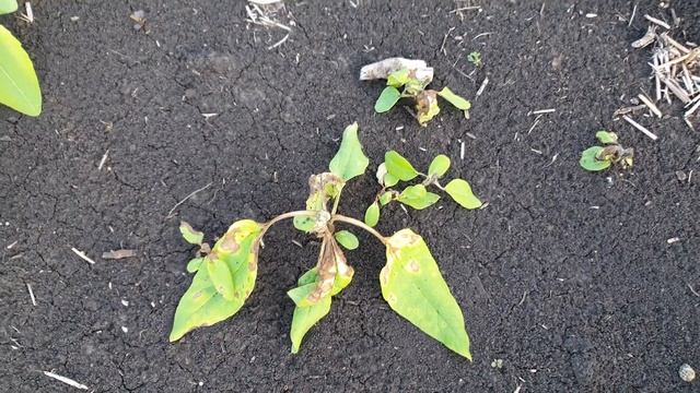 экспресc, Гранстар, на подсолнечнике берёт ли падалицу подсолнечника устойчивого к евролайтингу смотреть онлайн