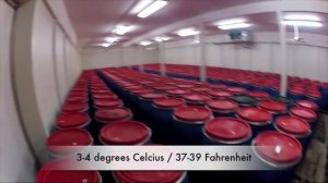 Сюрстрёмминг. Квашеная селедка.Это Шведский деликатес. Тошнит уже при просмотре