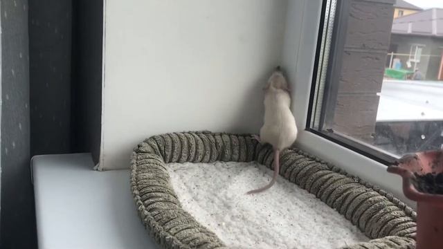 ?КАК приручить КРЫСУ к РУКАМ,ЧТО делать если КРЫСА кусается?? смотреть онлайн