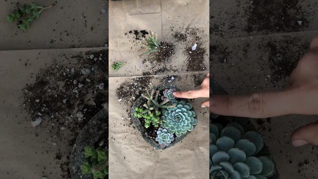 Arranging Succulents in a Hypertufa Pot