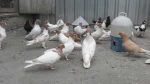 Голуби желтоголовые, почтовые, бакинцы,одесские турманы, #pigeons #голуби