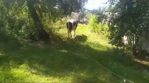 Корова голштино-фризская.