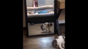 Смешное Видео Про Кошек, Котов и Собак ? ?