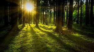 Спокойная музыка. Relaxe music. Звуки леса.