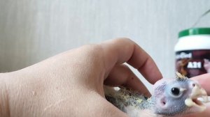 Выкармливание птенца кореллы