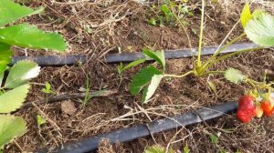 Клубника ДЖОЛИ