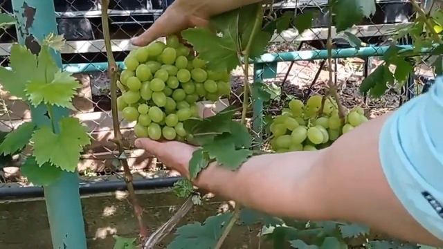 @Виноград Міланка в Полтаві. Мускат білий і смачний дуже