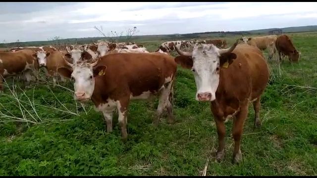 Симменталы пастбищные нетели. Продажа крс оптом. Simmentals are pasture heifers. Sale of cattle смотреть онлайн
