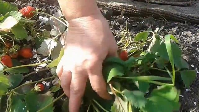 Клубника ремонтантная