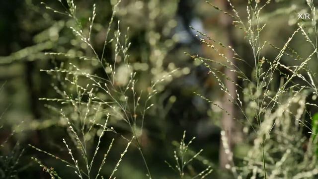 Chopin Nocturne Op 9 Nº 2 + Sons da Natureza - Relaxing Music смотреть онлайн