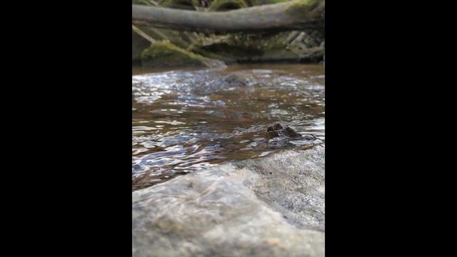 ручей смотреть онлайн