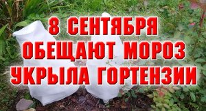 8 сентября. Обещали мороз, накрываю крупнолистную гортензию.mp4