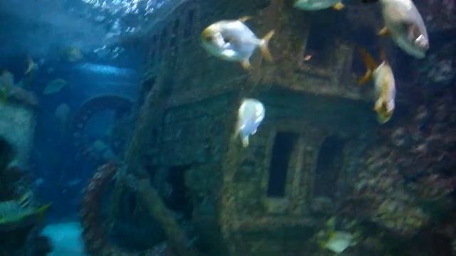 Океанариум Воронежа, осторожно АКУЛА!!! смотреть онлайн