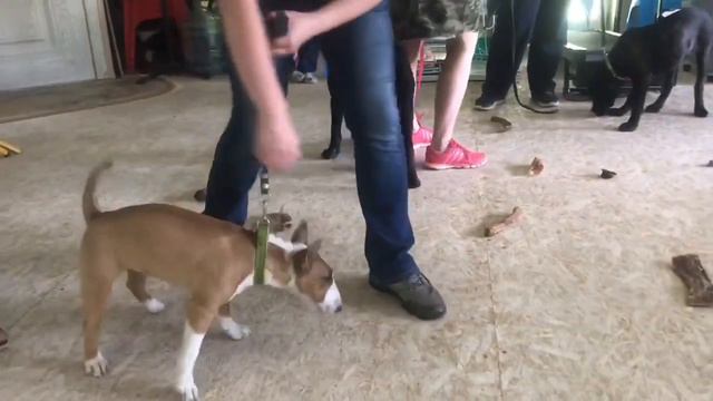 Минибуляшки и корсята играют и занимаются на встрече в питомнике! смотреть онлайн