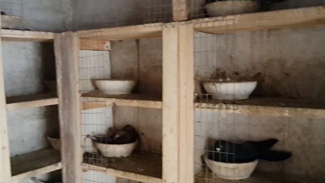 Как сделаны гнезда и сидало для голубей. смотреть онлайн