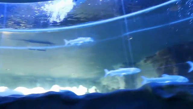 Воронежский океанариум - в Сити Парке «Град» смотреть онлайн