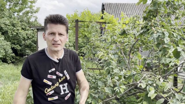 Жизнь в деревне: выращиваем айву #Поехали_посмотрим #Україна смотреть онлайн