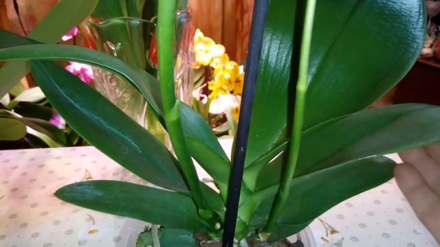 Новые Орхидеи | Первые ласточки весны смотреть онлайн