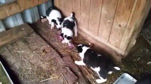 Щенки карельской медвежьей собаки