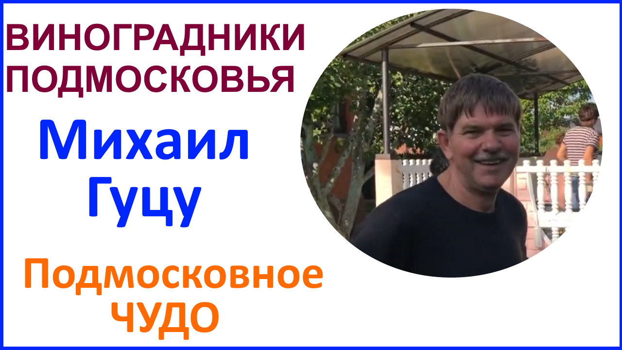 Подмосковные виноградники. В гостях у Михаилу Гуцу. 09 августа 2019 г.