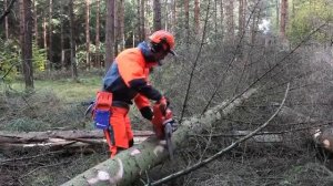 Бензопила Husqvarna в работе, обрезка веток