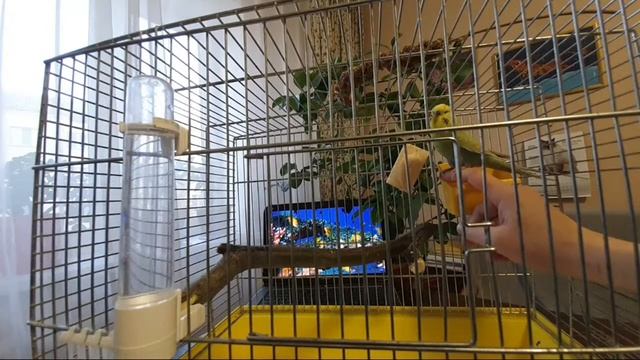 3-й день приручения взрослого волнистого попугая. Утро