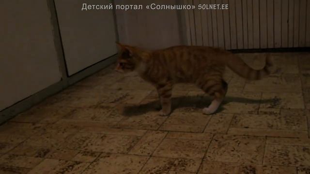 Рыжий котик и мандариновые корки смотреть онлайн