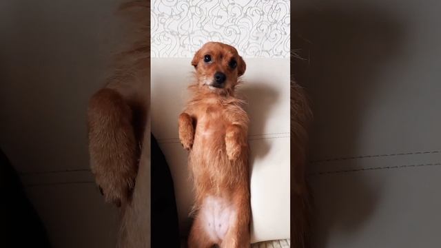 Лёлька и Фанечка #канекорсо #собакадругчеловека #любимаясобака #dogs