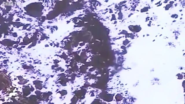 СНЕЖНЫЙ БАРС В ДЕЛЕ! Барс против рогатых горных козлов и даже яков...