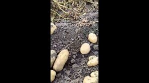 Картофи АГАТА 2022 /Potato AGATA Картофель  /, отгледани в Добруджа района на град Добрич