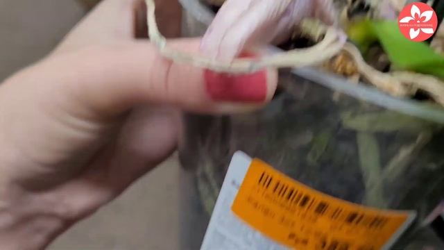 Очень много уцененных орхидей в ОБИ на Боровском шоссе в Москве смотреть онлайн