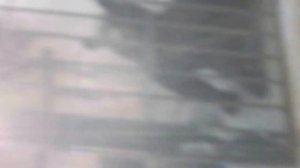 Балу и его хозяйка