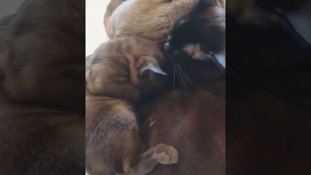 Котёнок и кот обнимаются