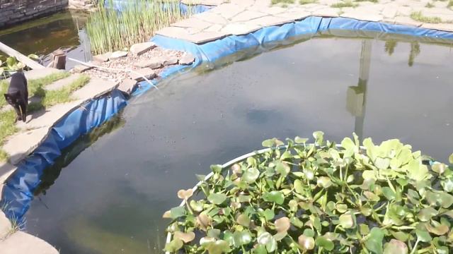 Биоплато в работе. смотреть онлайн