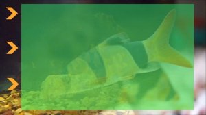 БОЦИЯ КЛОУН - Chromobotia macracanthus | Яркая донная аквариумная рыбка