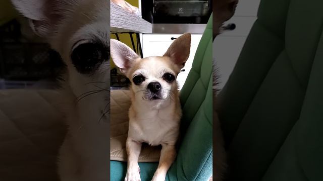 юмор #собаки #чихуахуа #друзья #chihuahua