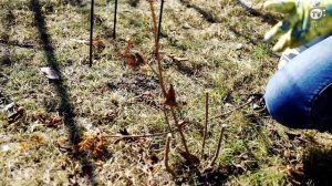 Правильная Обрезка Метельчатой Гортензии на Цветение Весной