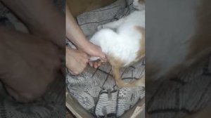 Роды у кошки