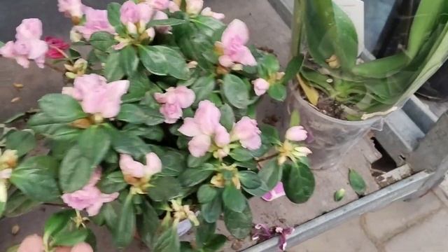 ?Оби⚘Уценка Цветов?