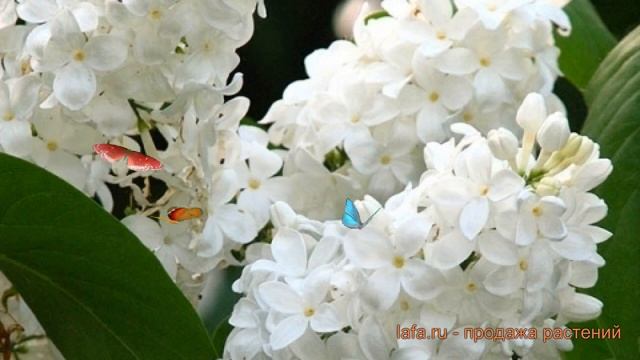 Сирень обыкновенная Галина Уланова ? обзор: как сажать, саженцы сирени Галина Уланова смотреть онлайн