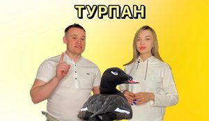 Животный мир. Турпан обыкновенный.