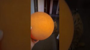 Кот лопнул шарик