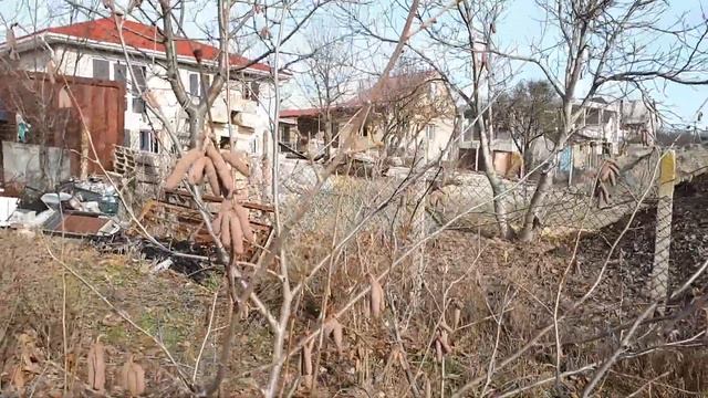 Фундук цветение .Трапезунд. Керасунд. Пурпурный. 4 02 18 смотреть онлайн