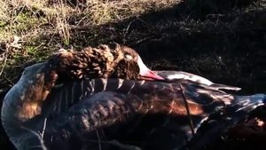 Охота на уток в каяке