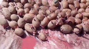 Обработка картофеля перед посадкой от вредителей!