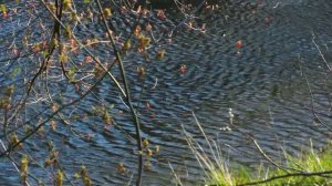 Природа Брянска.